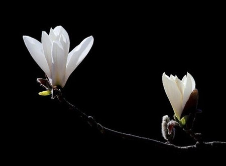 Magnolia flower