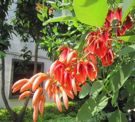 Cockspur Coral Tree