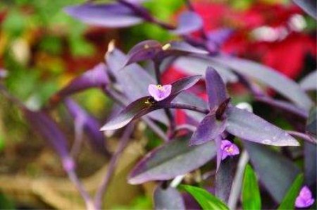 Potted purple bamboo plum