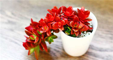 Fire sacrifice potted plant