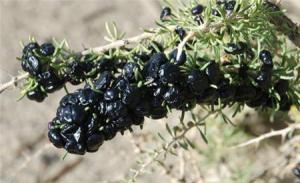 The difference between Solanum nigrum and wolfberry