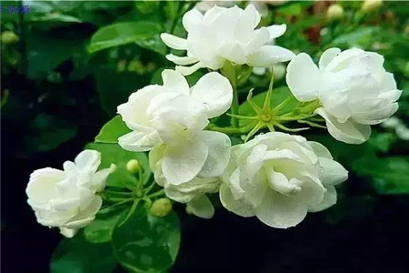 Jasmine Flower