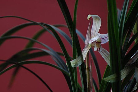 Beautiful orchids