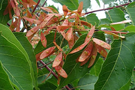 fragrant cedar