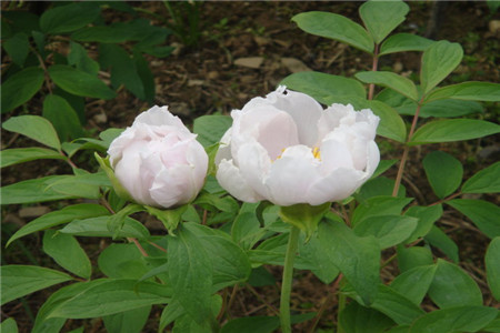 Tree Peony