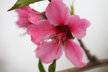 Peach blossom