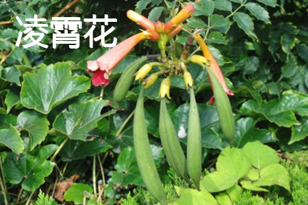 Chinese trumpet creeper