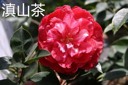 Yunnan camellia leaves