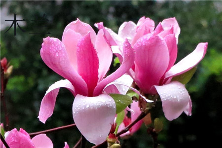 a magnolia