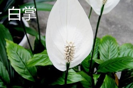 Spathiphyllum