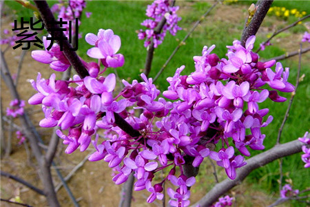 Bauhinia