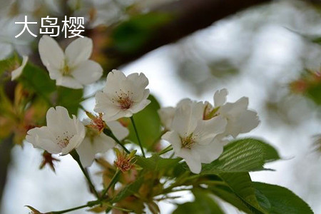 Sakura Oshima