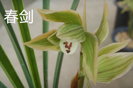 Cymbidium longibracteatum