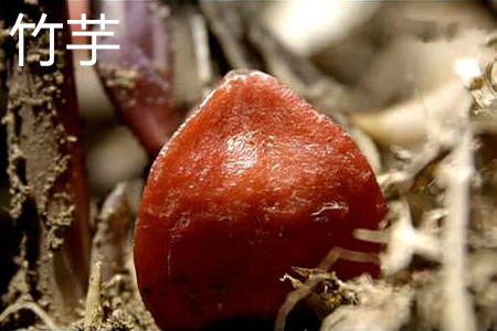 Taro fruit