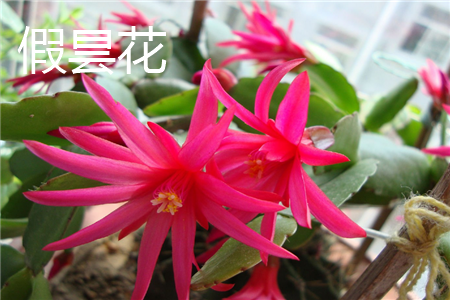 False Epiphyllum