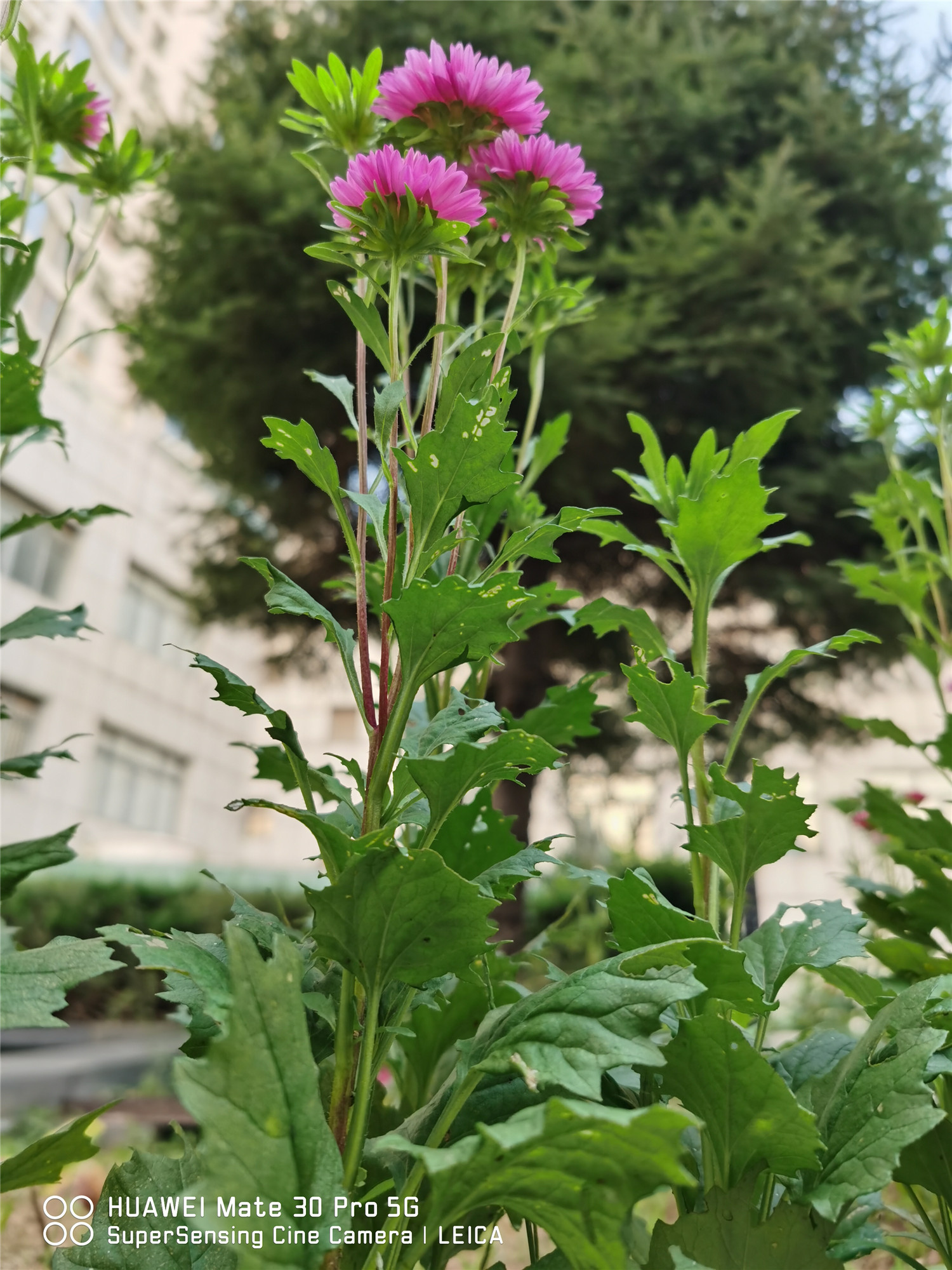 China aster