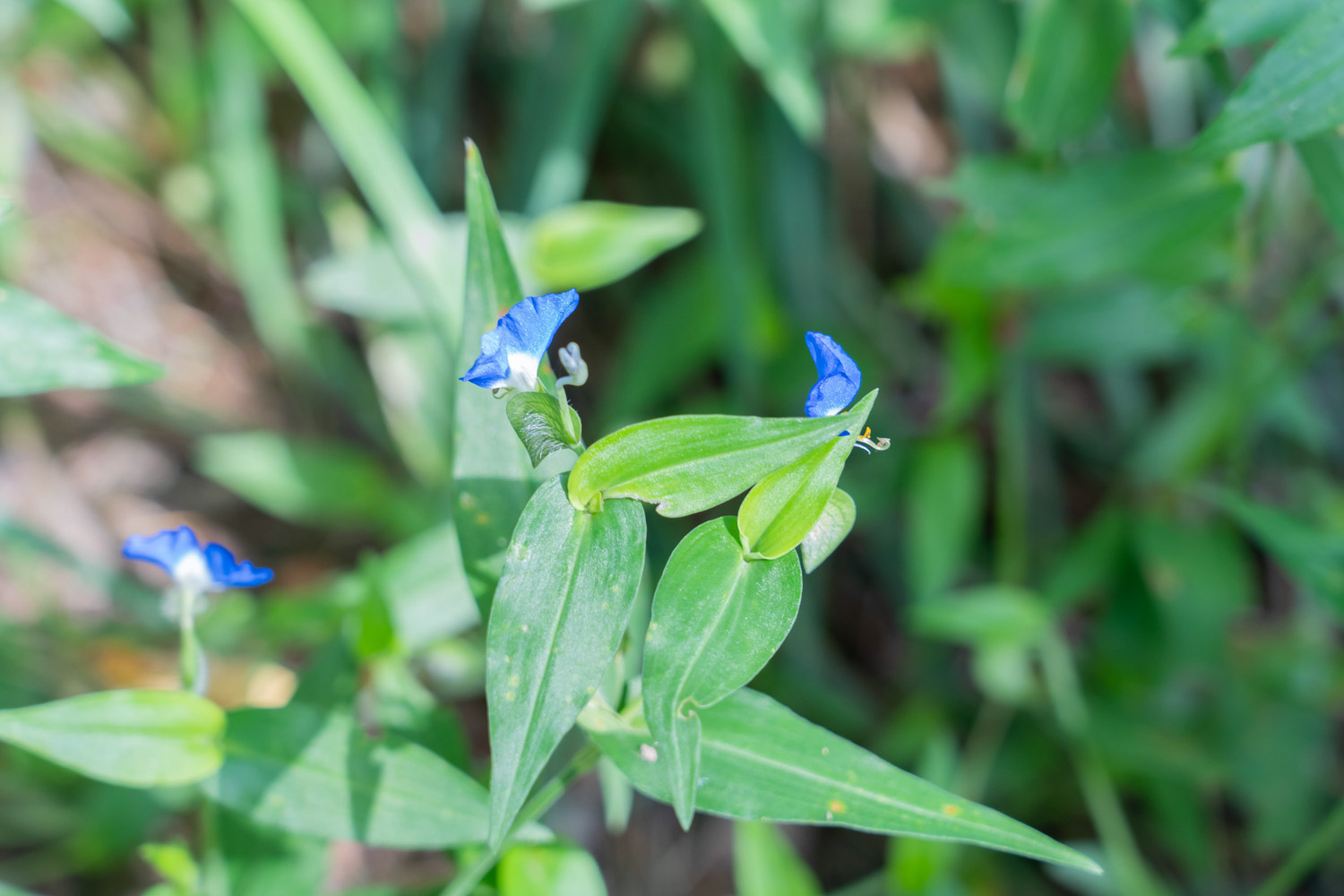 Asiatic dayflower