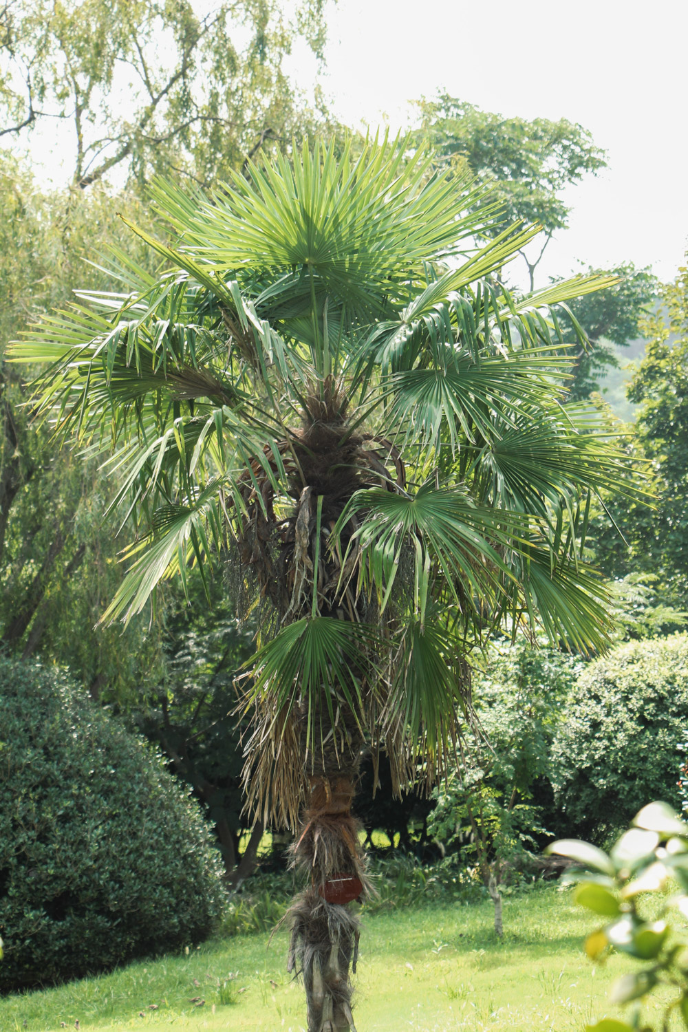 Palm