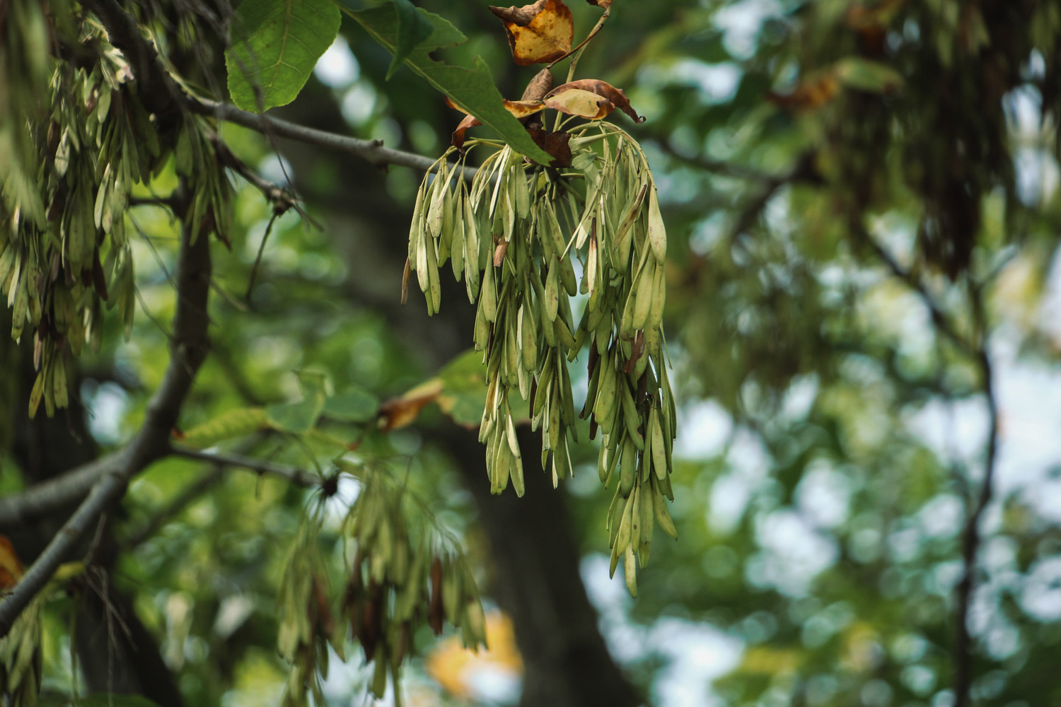 Ash trees