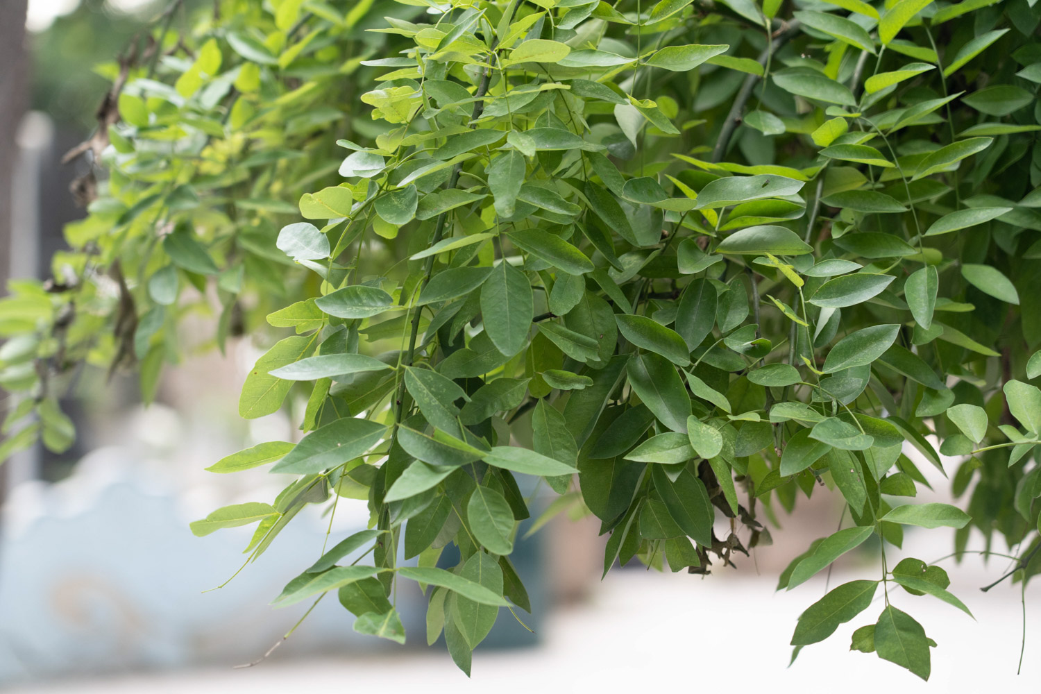 Robinia pseudoacacia