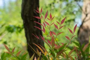 How to maintain potted Nantian bamboo in winter