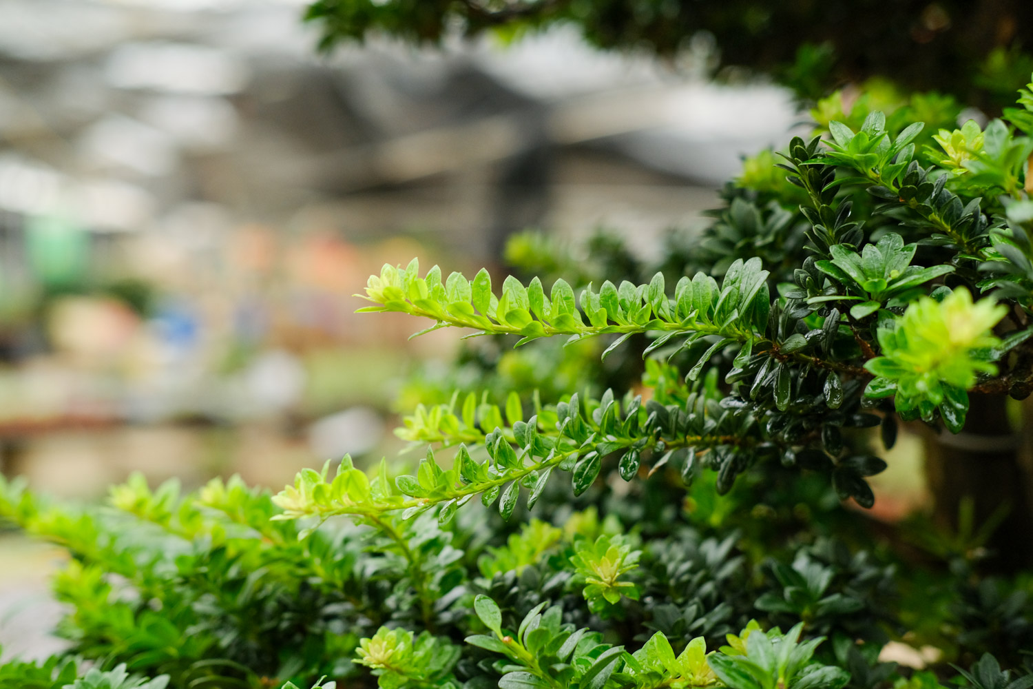 bonsai