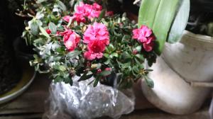 How to raise azaleas