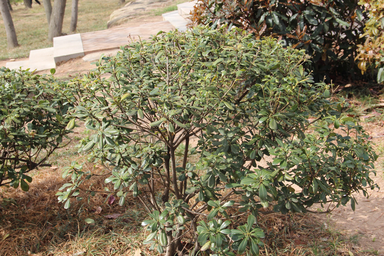 pittosporum tobira