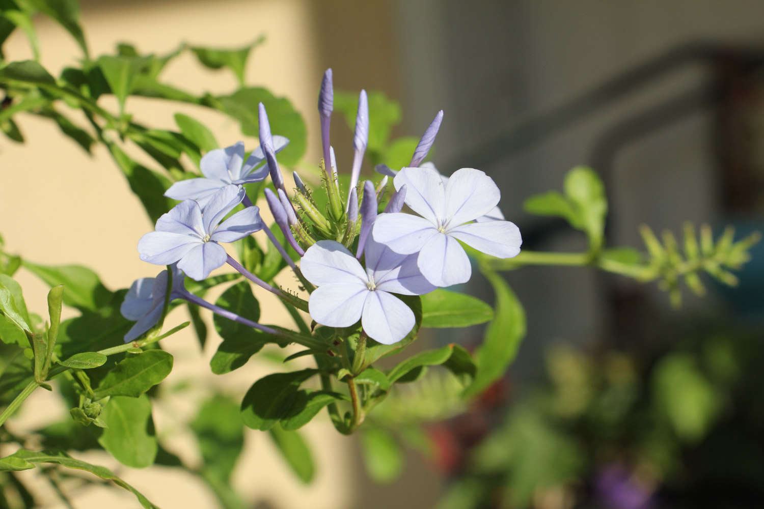 Plumbago Auriculata