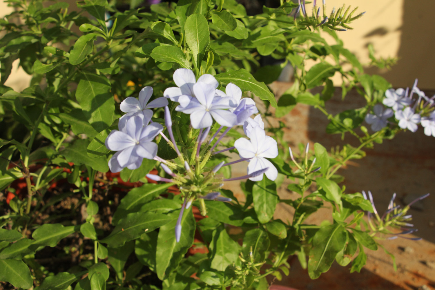 Plumbago Auriculata