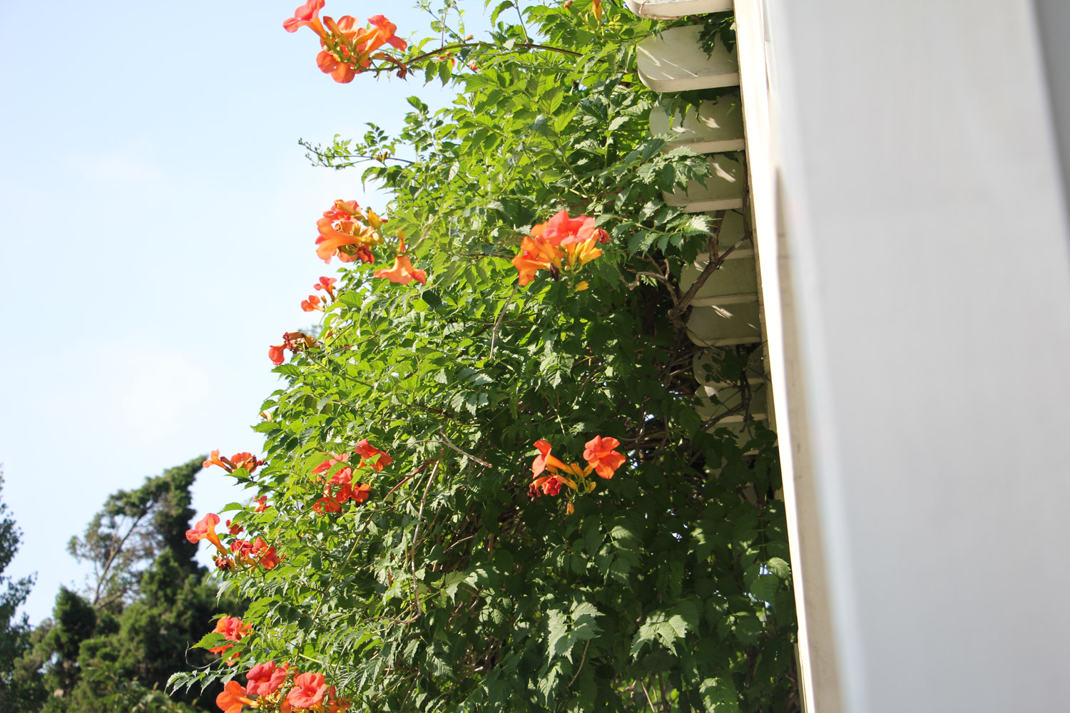 Chinese trumpet creeper