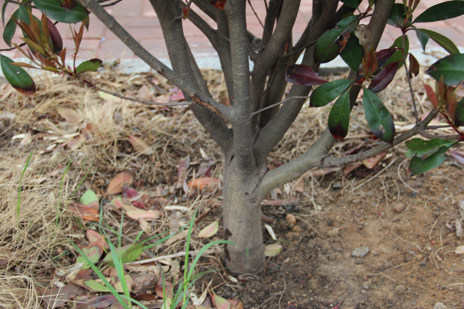 Chinese photinia