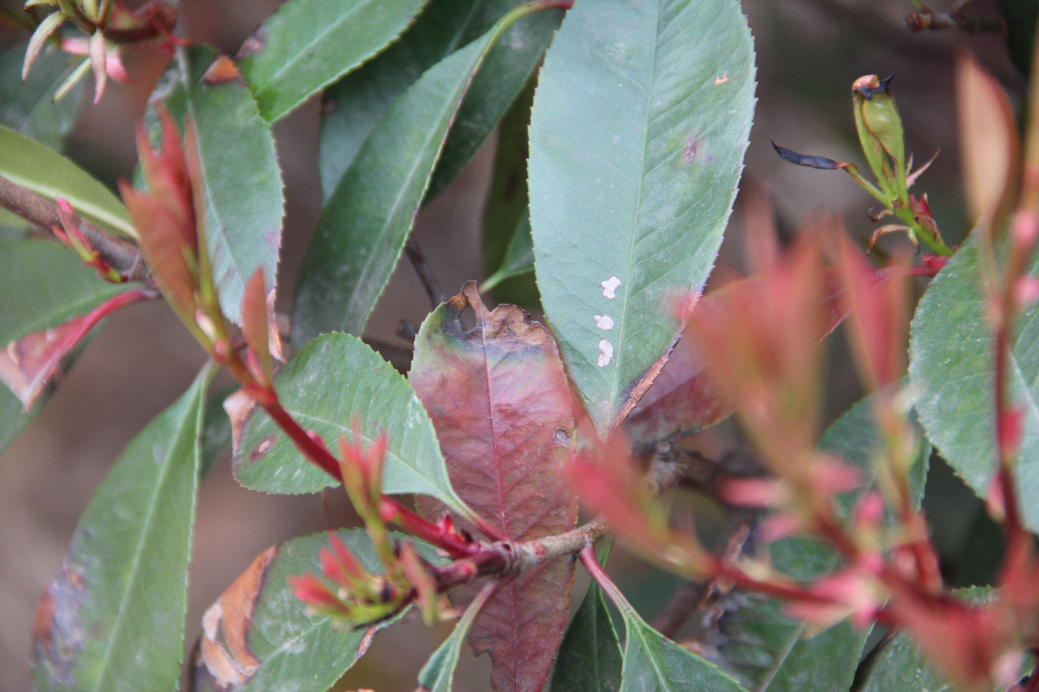 Chinese photinia