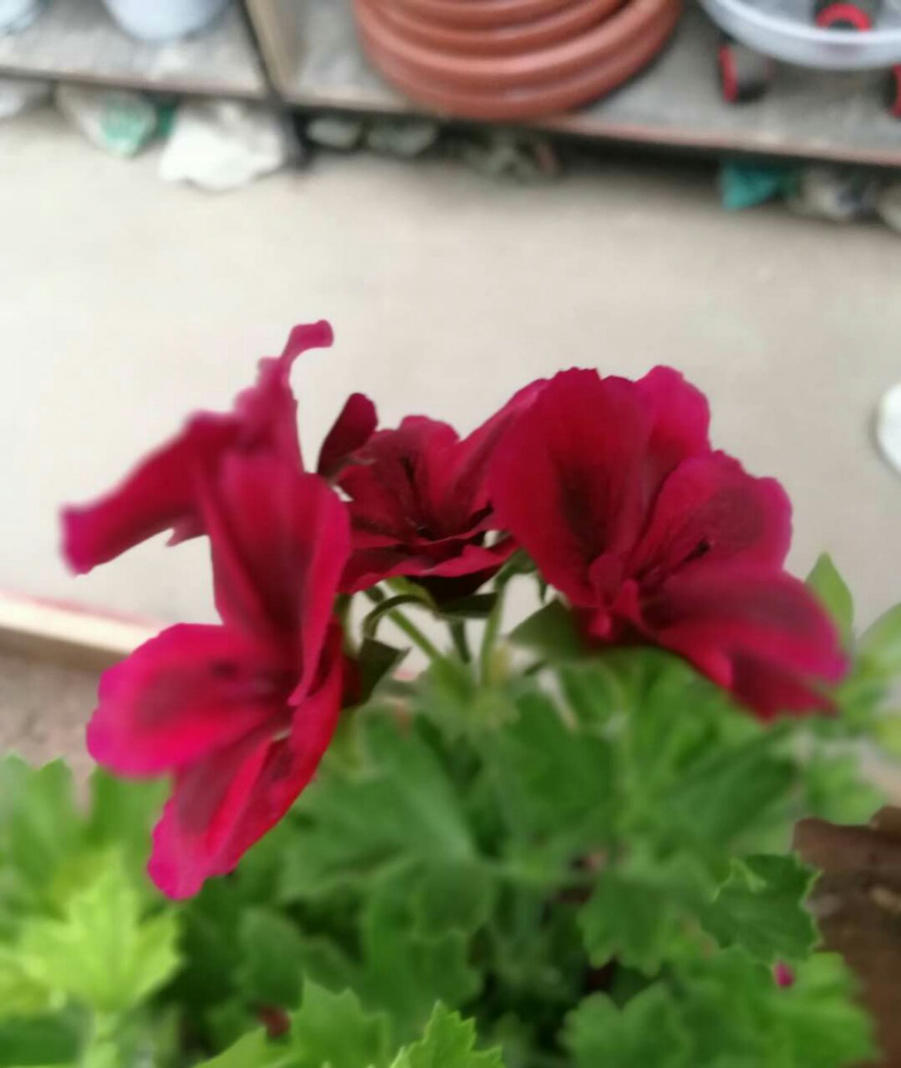 Geranium