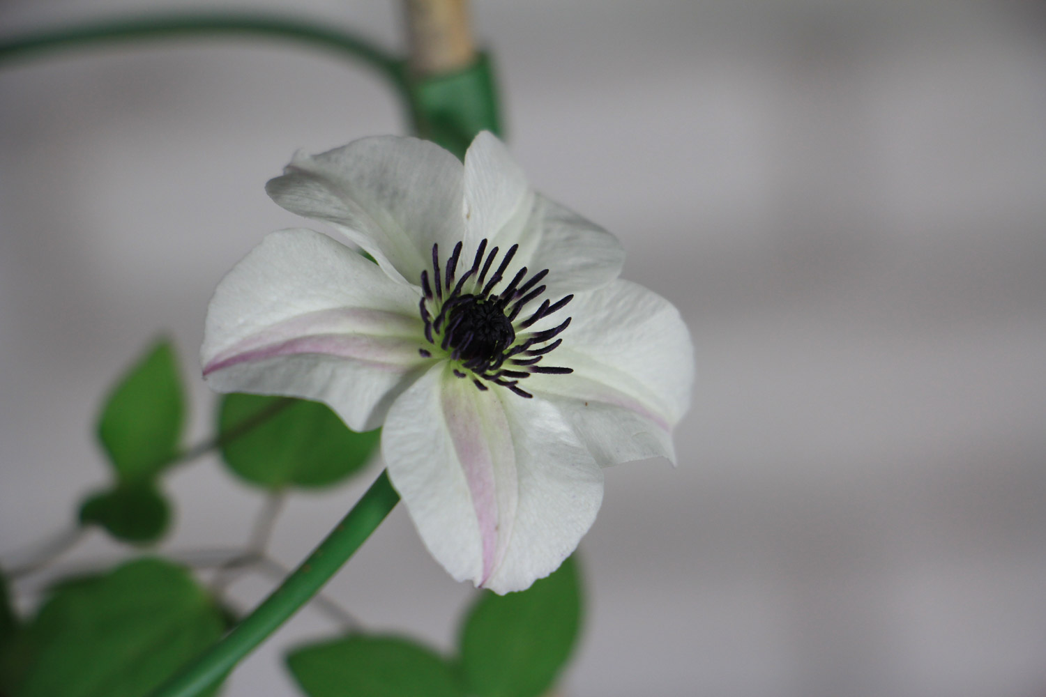 Clematis