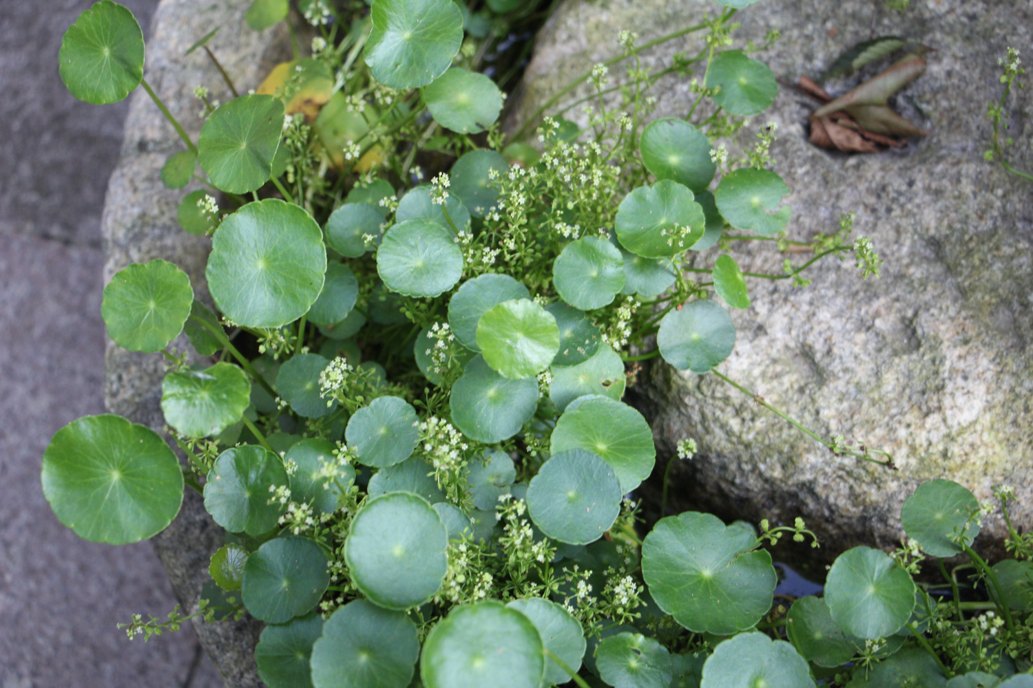 HYDROCOTYLE