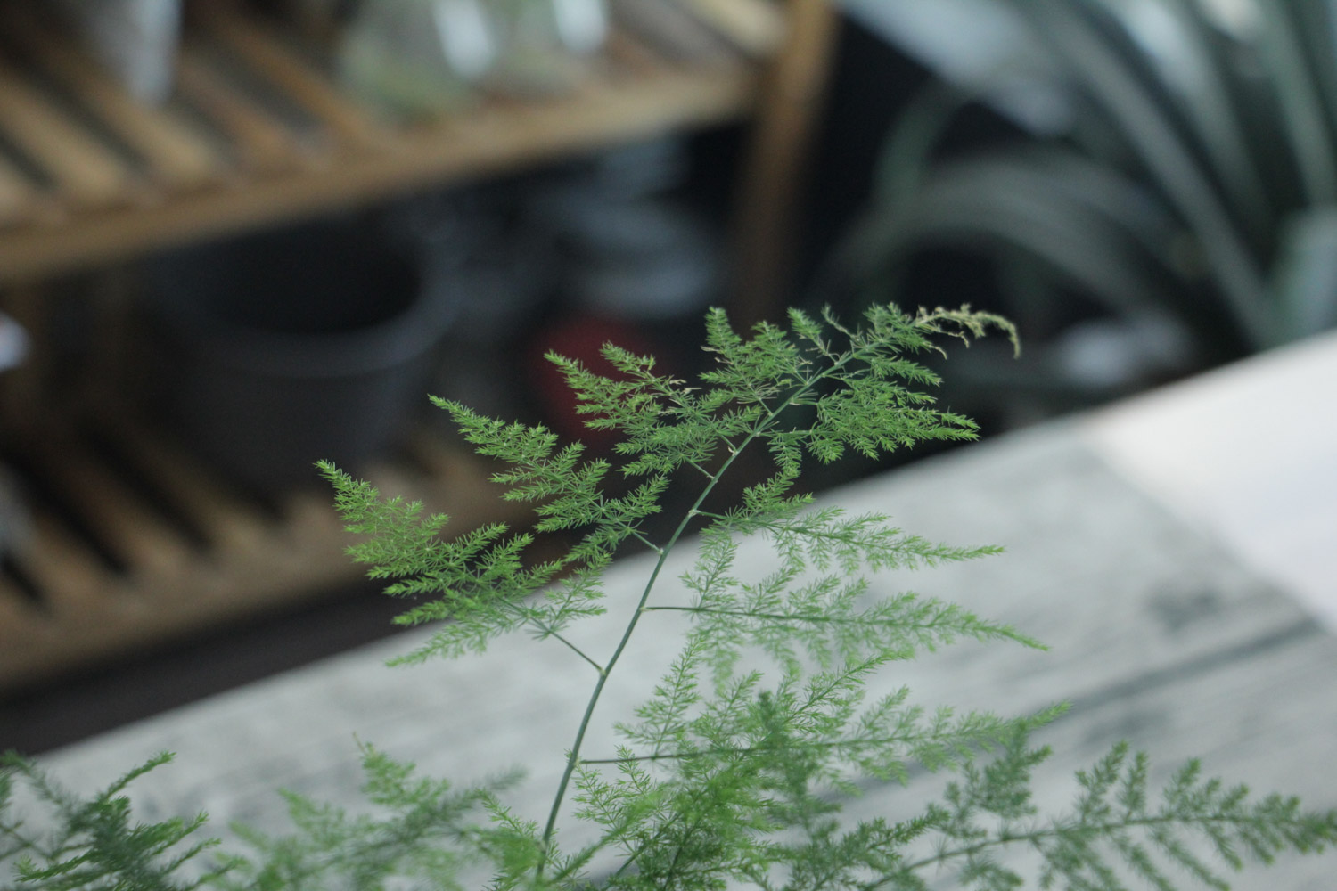 asparagus fern