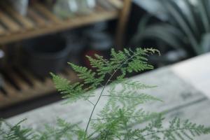 how long to leave soapy water on plants