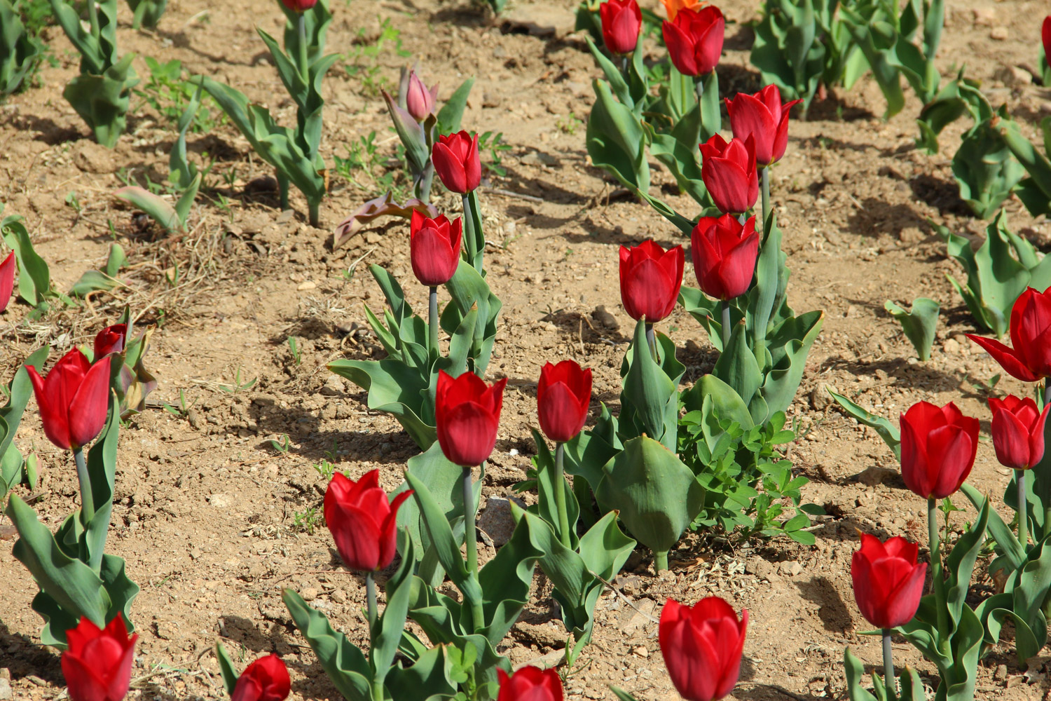 tulips