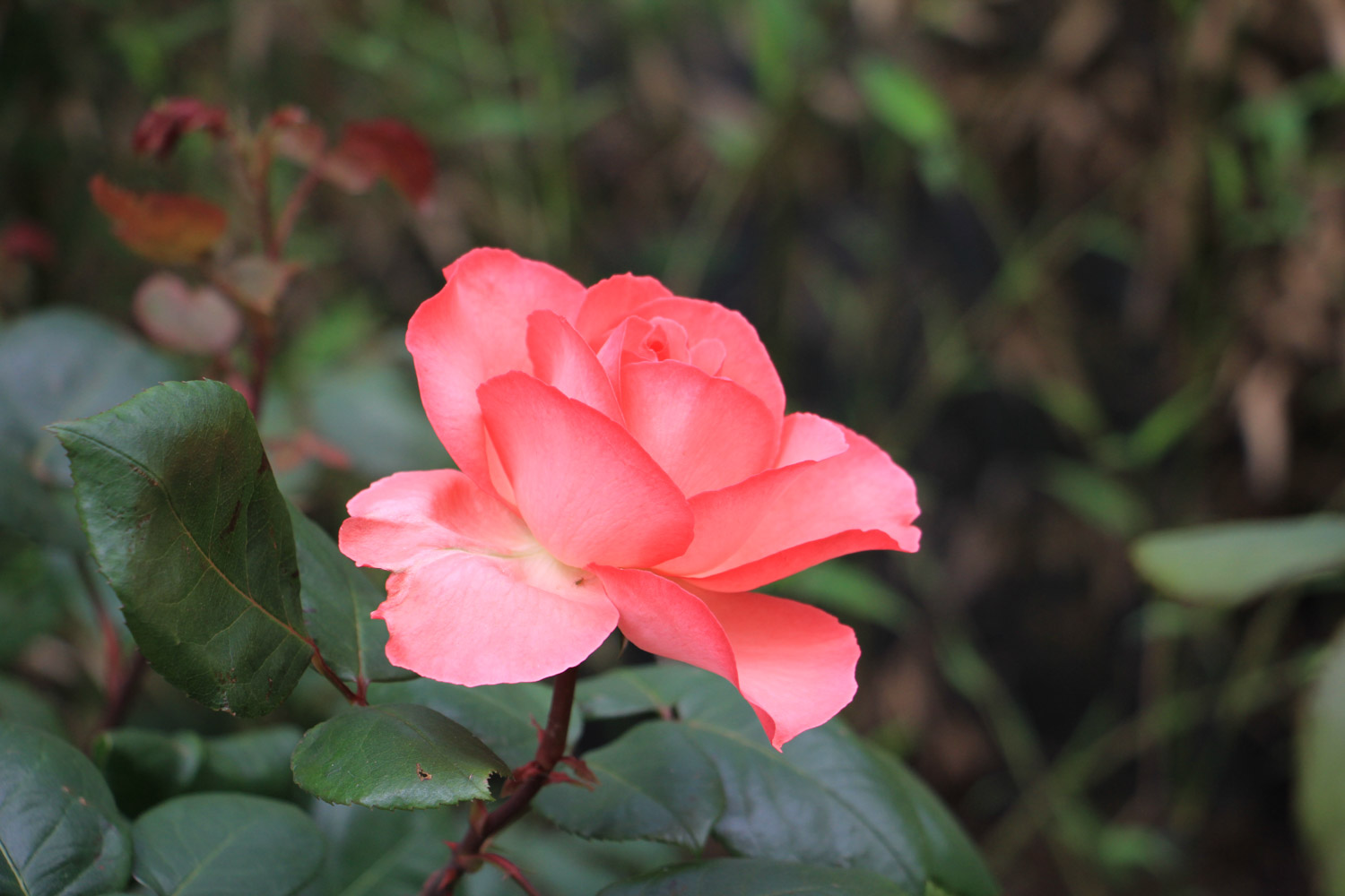 chinese rose