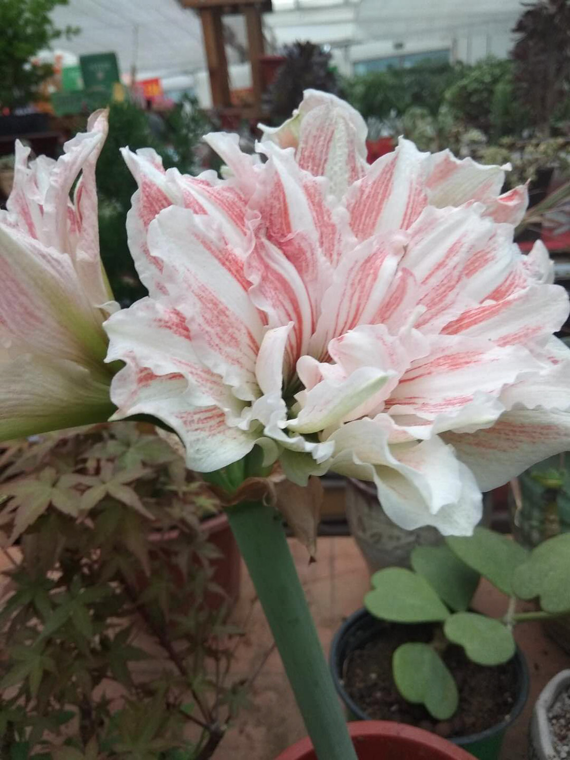 amaryllis