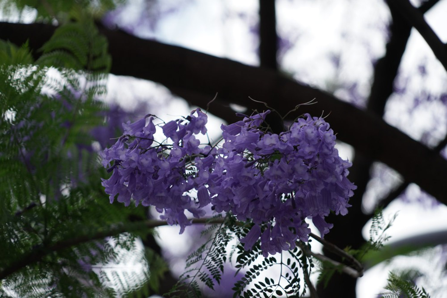 Jacaranda mimosifolia