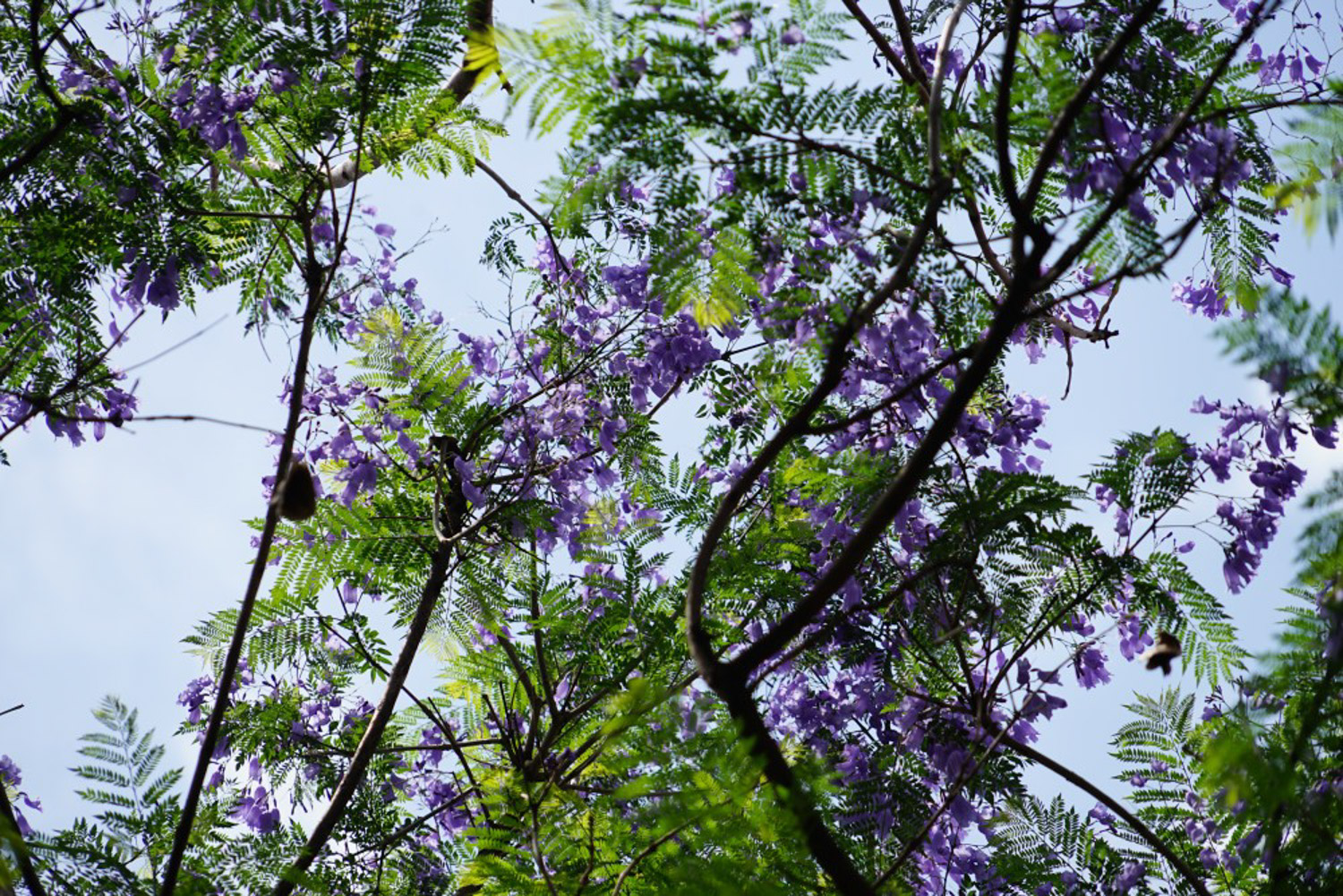 Jacaranda mimosifolia