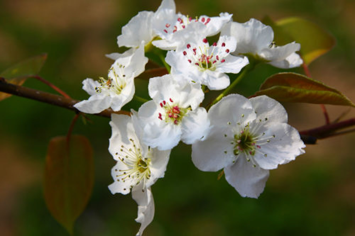 Pear Blossom