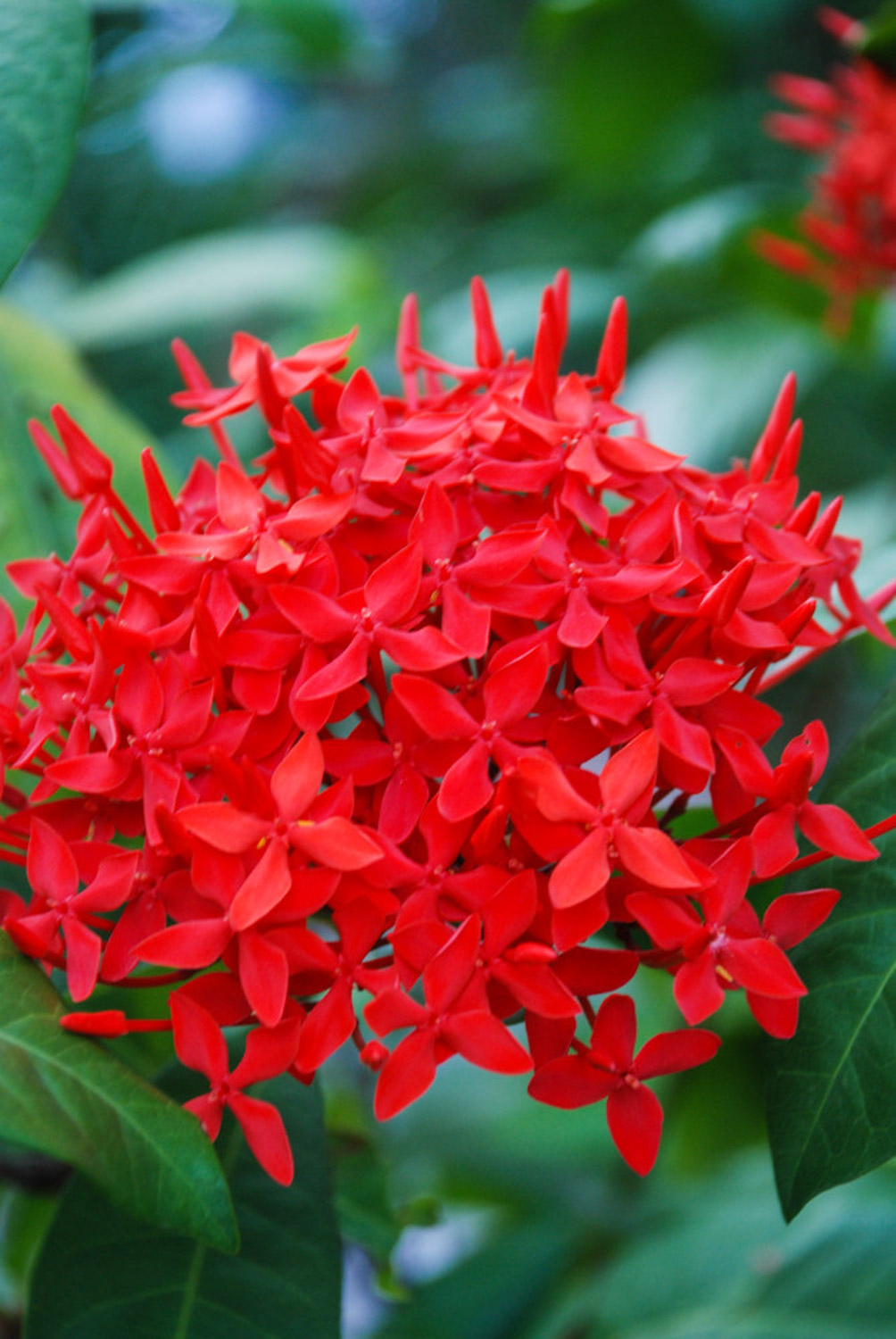 Ixora