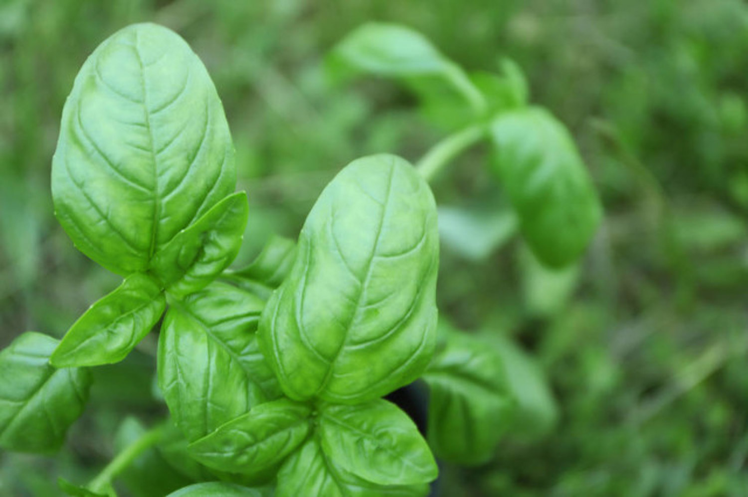 sweet basil