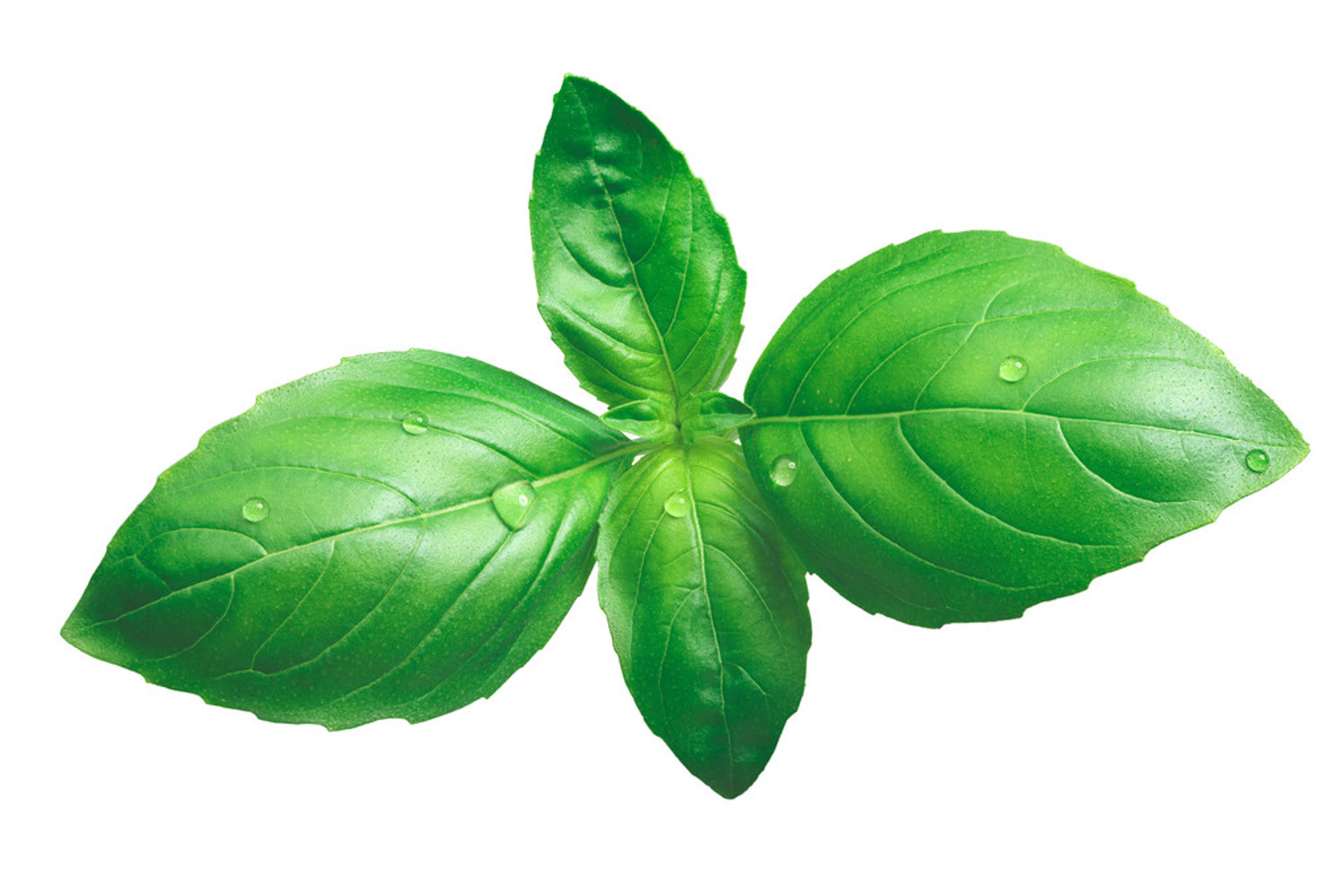 sweet basil