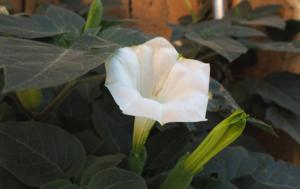 How to fertilize datura flower