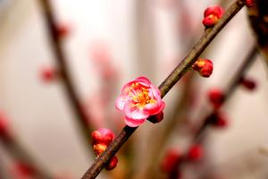 How to make plum blossom bloom on New Year's Day