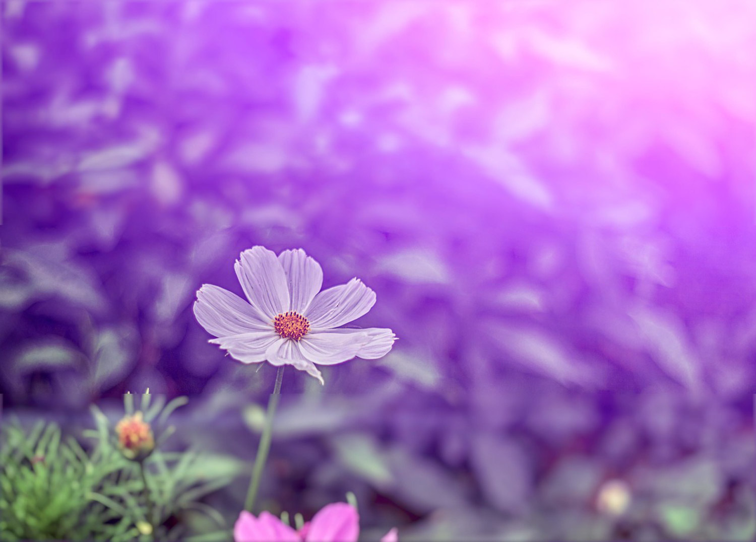 galsang flower